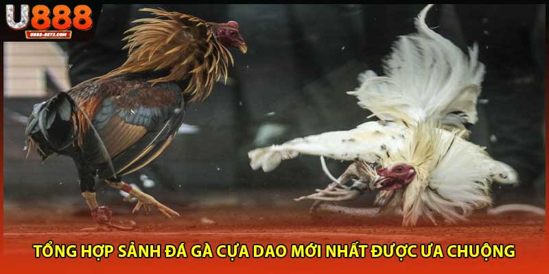 Tổng hợp sảnh đá gà cựa dao mới nhất được ưa chuộng